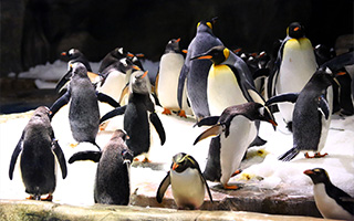 海洋公園重新發展計劃