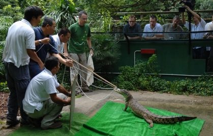 Relocation of Pui Pui to Hong Kong Wetland Park 1