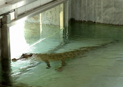 搬 迁 「 贝 贝 」 到 香 港 湿 地 公 园  3